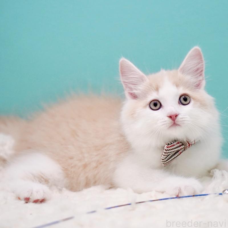 販売中の東京都のサイベリアン-133319の2枚目