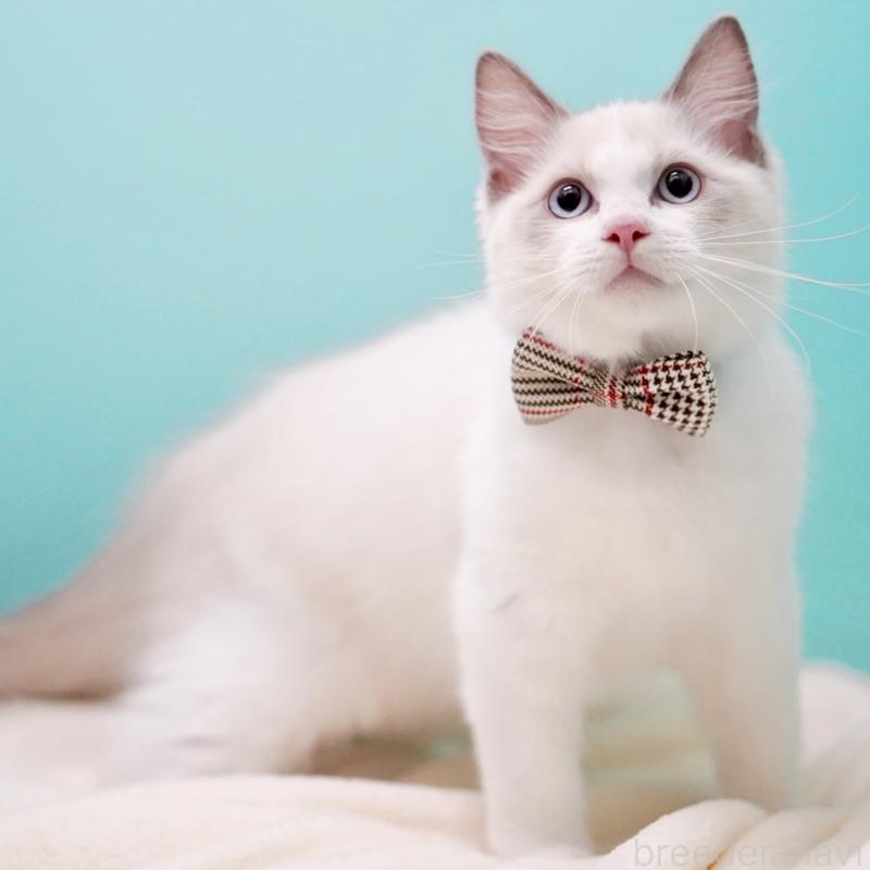 販売中の東京都のラグドール-130372の1枚目