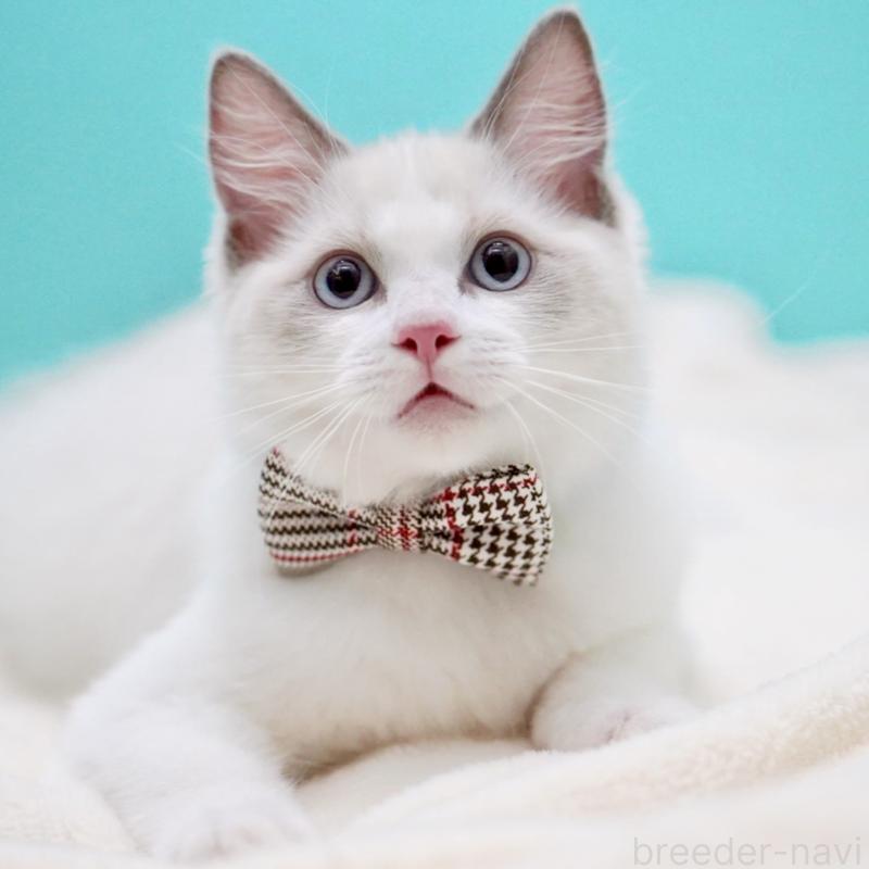 販売中の東京都のラグドール-130372の14枚目