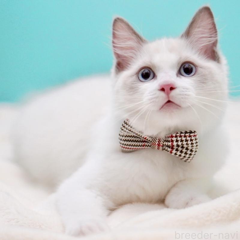 販売中の東京都のラグドール-130372の13枚目