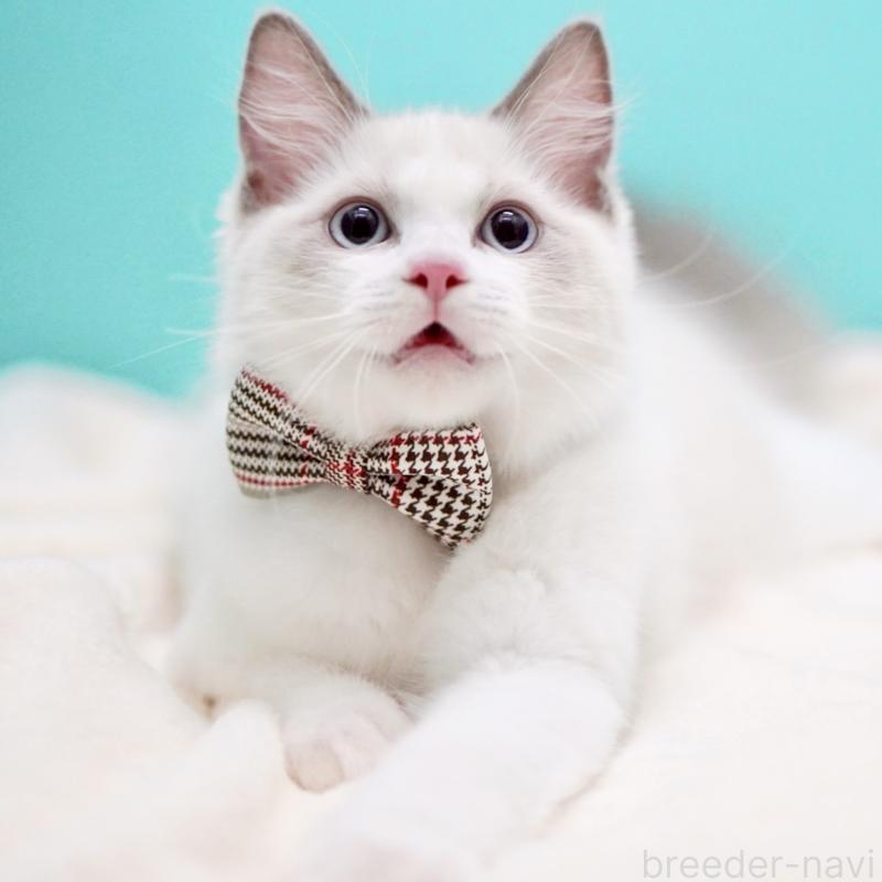 販売中の東京都のラグドール-130372の12枚目