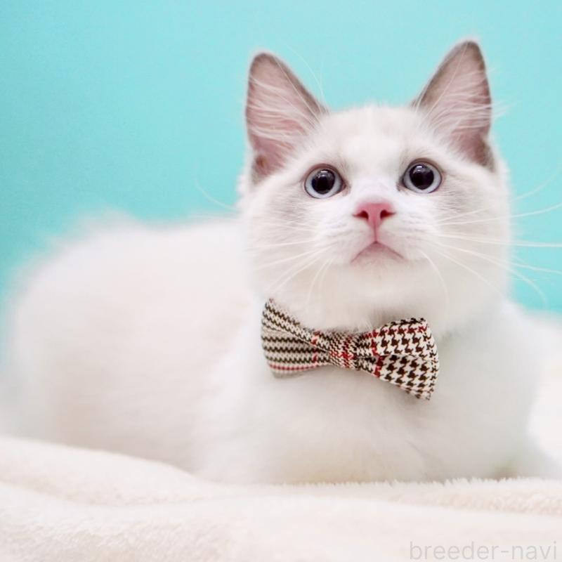 販売中の東京都のラグドール-130372の11枚目