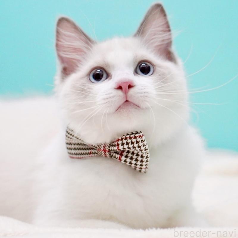 販売中の東京都のラグドール-130372の10枚目