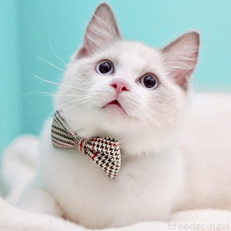 販売中の東京都のラグドール-130372の8枚目