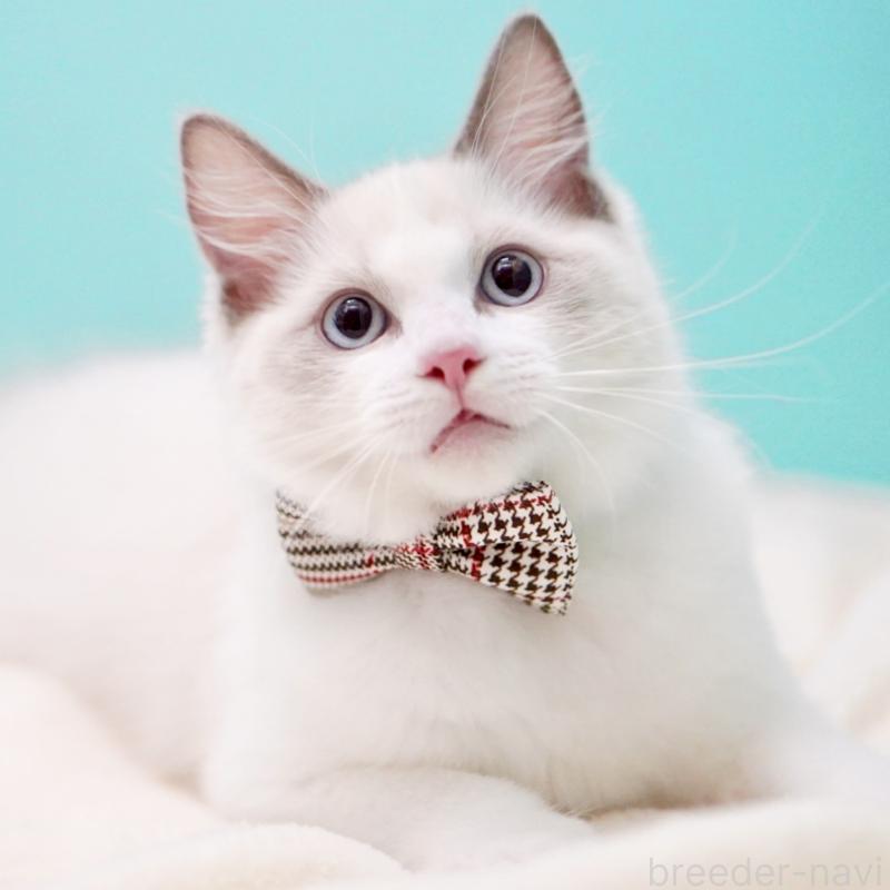 販売中の東京都のラグドール-130372の6枚目