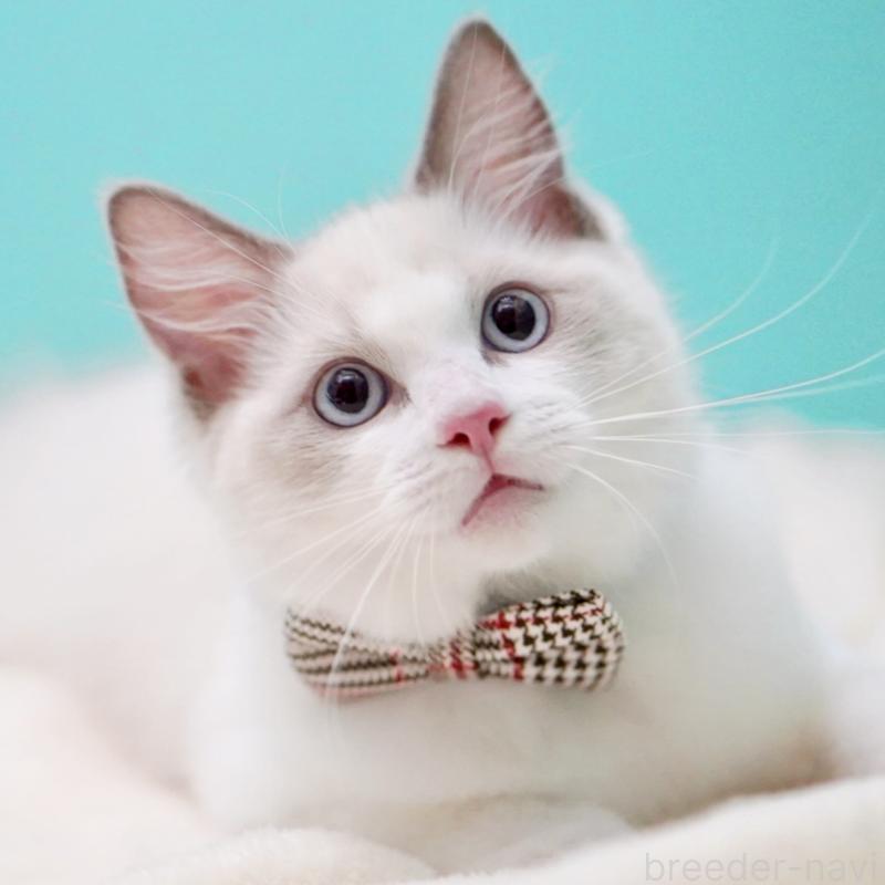 販売中の東京都のラグドール-130372の5枚目