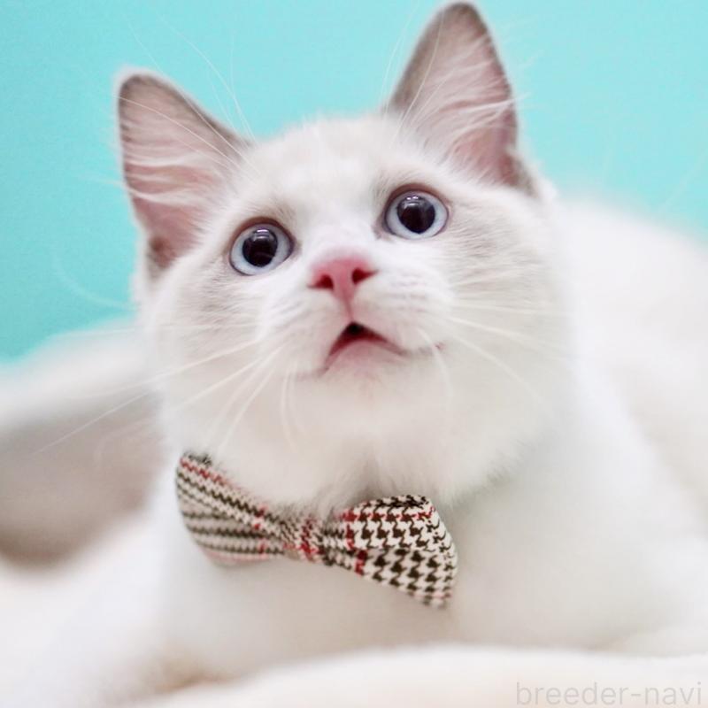 販売中の東京都のラグドール-130372の4枚目