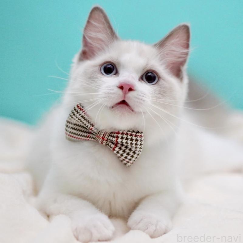 販売中の東京都のラグドール-130372の3枚目