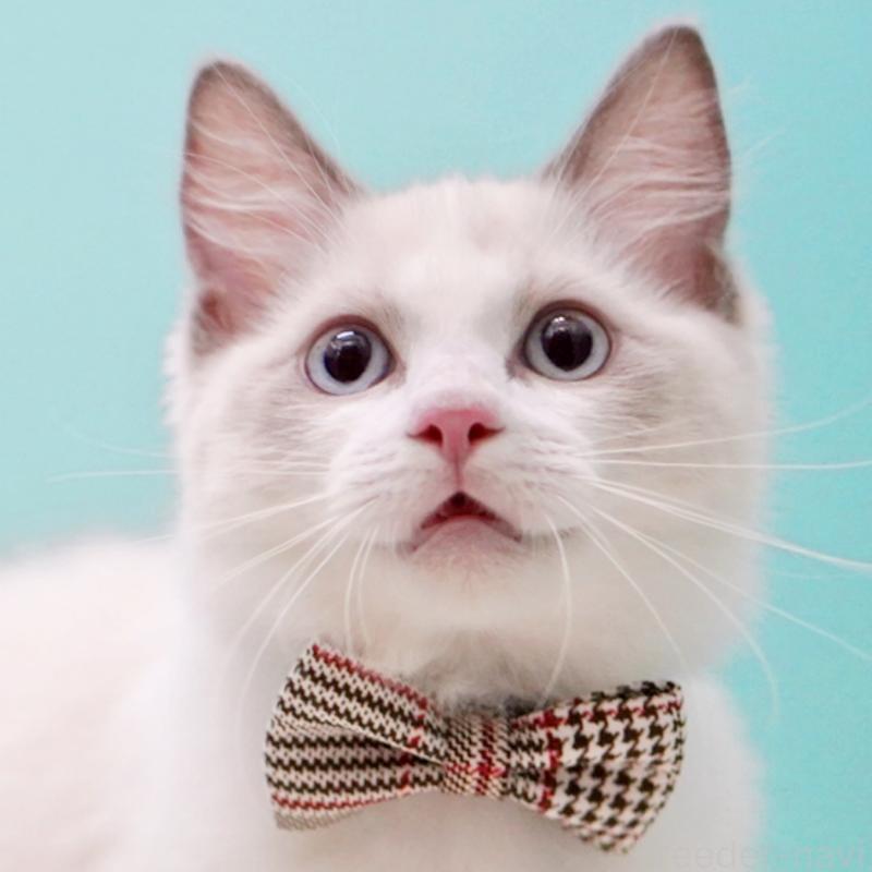 販売中の東京都のラグドール-130372の2枚目