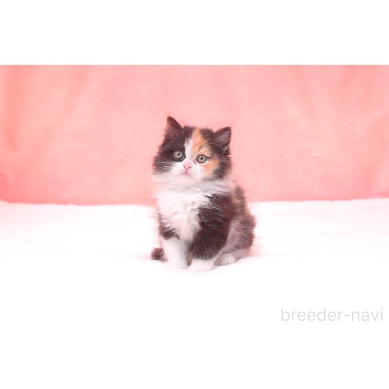 成約済の茨城県のサイベリアン-134812の3枚目