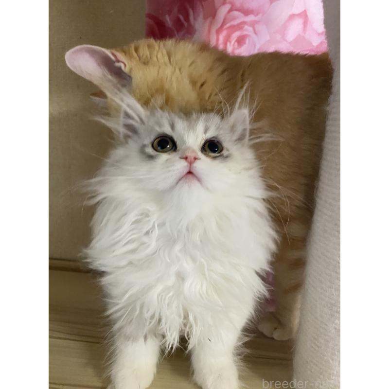 販売中の福岡県のペルシャ(チンチラ)-135395の3枚目