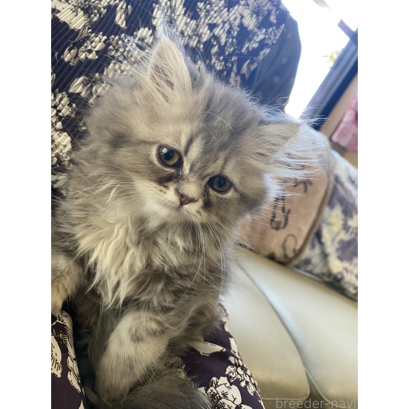 販売中の福岡県のペルシャ(チンチラ)-135397の3枚目