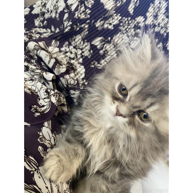 販売中の福岡県のペルシャ(チンチラ)-135397の2枚目