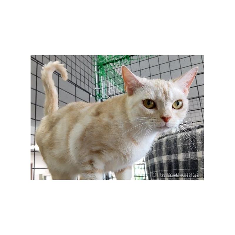 販売中の千葉県のアメリカンショートヘア-135398