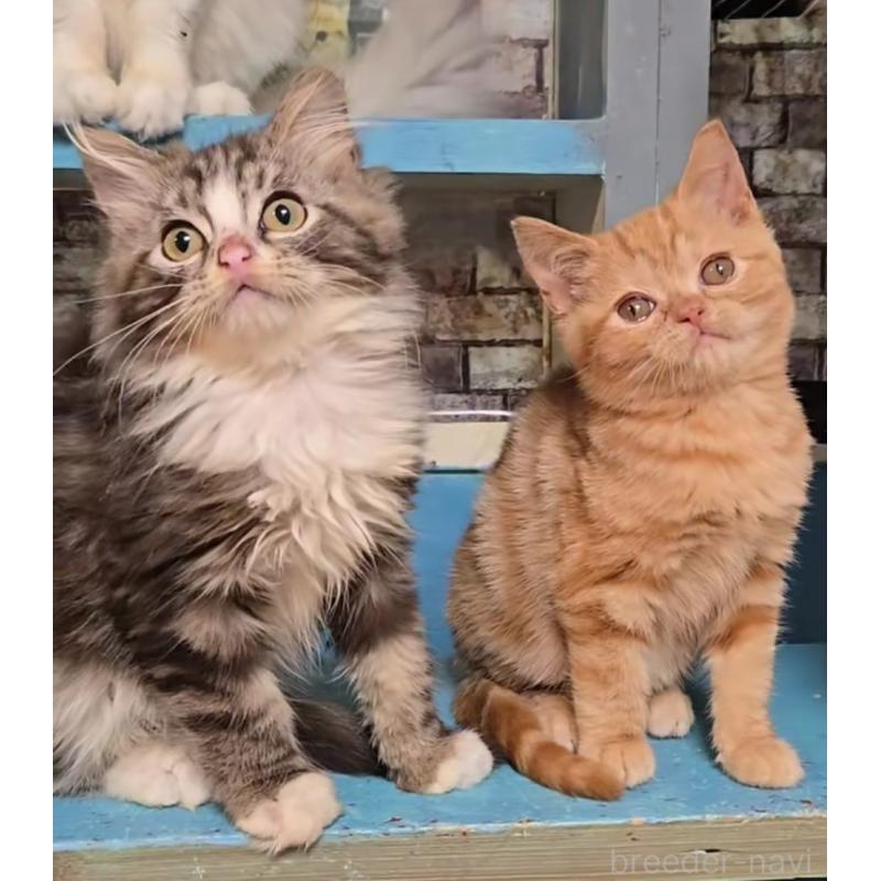 販売中の千葉県のアメリカンショートヘア-133717の3枚目