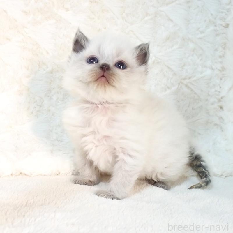 販売中の大阪府のサイベリアン-135399の11枚目