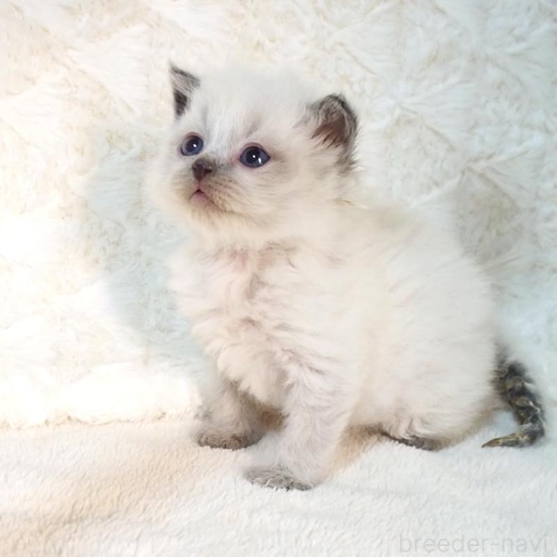 販売中の大阪府のサイベリアン-135399の10枚目