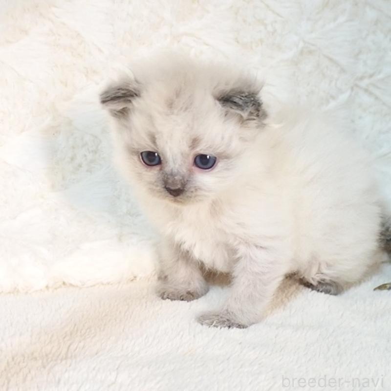 販売中の大阪府のサイベリアン-135399の9枚目