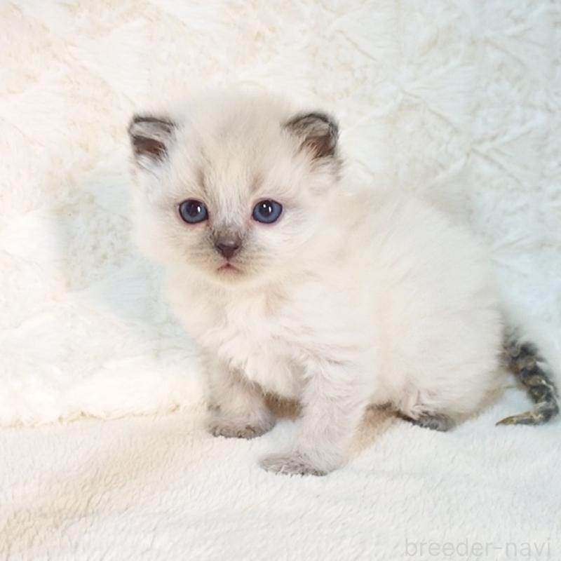 販売中の大阪府のサイベリアン-135399の8枚目