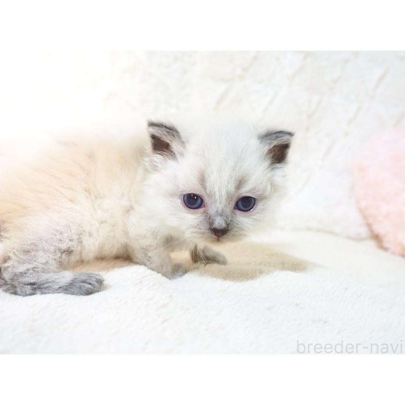 販売中の大阪府のサイベリアン-135399の7枚目