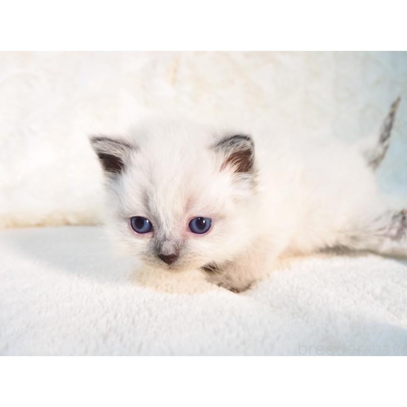 販売中の大阪府のサイベリアン-135399の6枚目