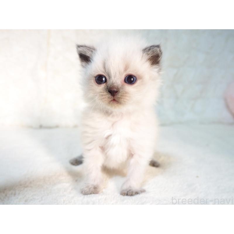 販売中の大阪府のサイベリアン-135399の5枚目