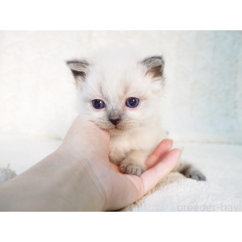 販売中の大阪府のサイベリアン-135399の4枚目