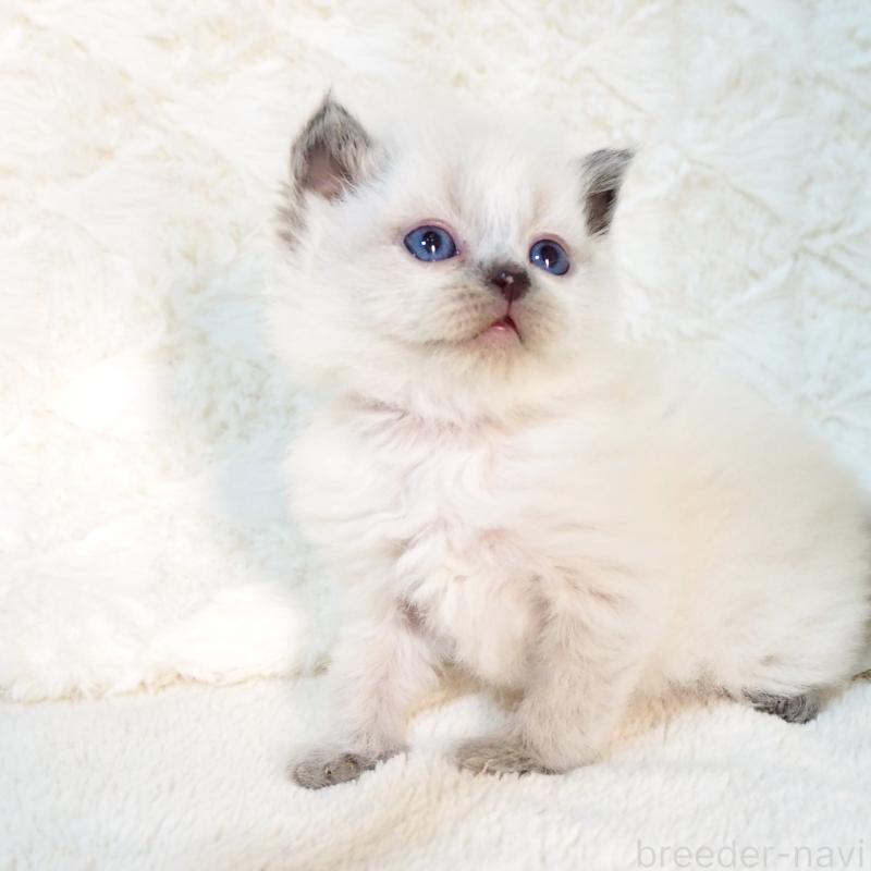 販売中の大阪府のサイベリアン-135399の3枚目