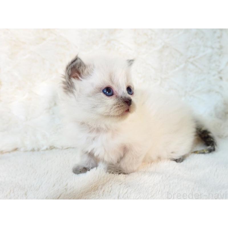 販売中の大阪府のサイベリアン-135399の2枚目