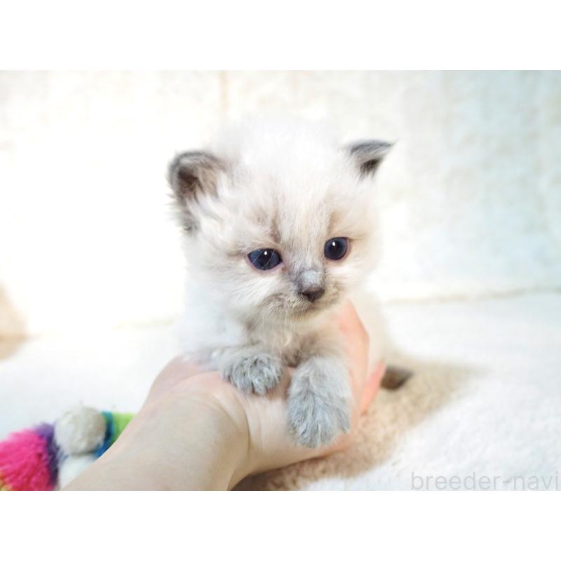 販売中の大阪府のサイベリアン-135400の10枚目