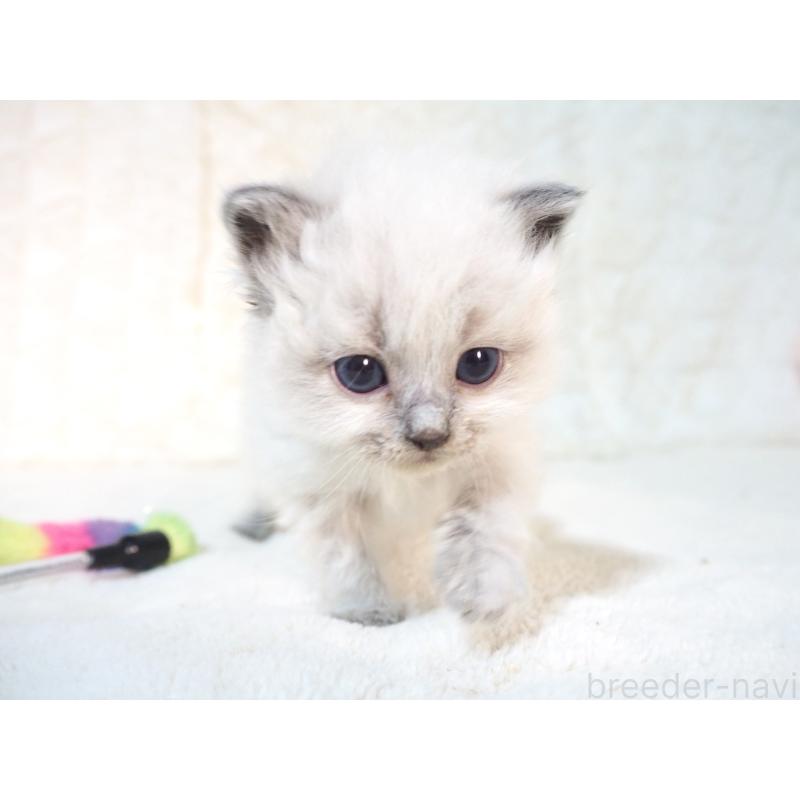 販売中の大阪府のサイベリアン-135400の9枚目