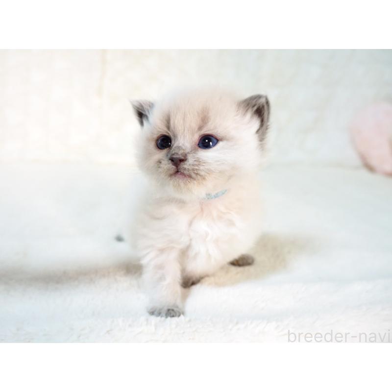 販売中の大阪府のサイベリアン-135400の8枚目