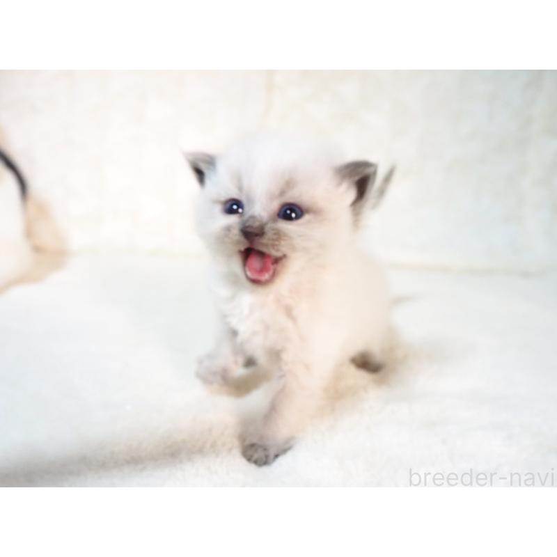 販売中の大阪府のサイベリアン-135400の7枚目