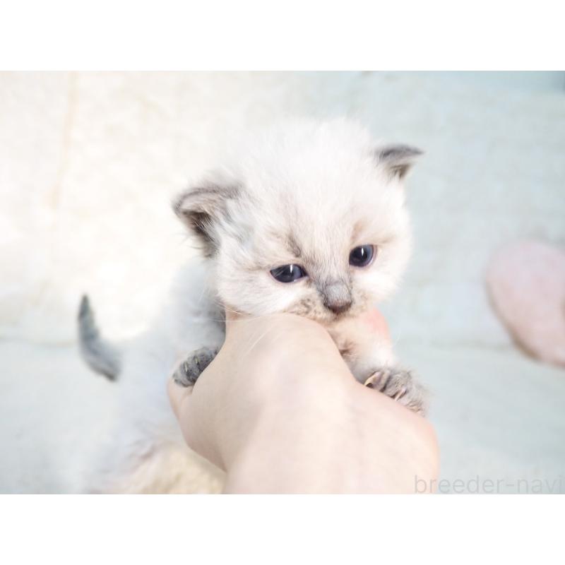 販売中の大阪府のサイベリアン-135400の6枚目