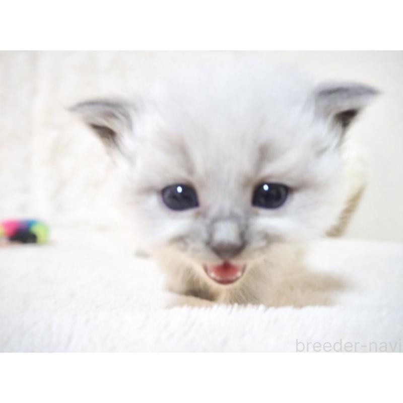 販売中の大阪府のサイベリアン-135400の5枚目