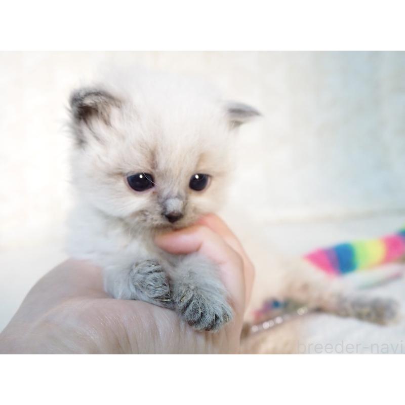 販売中の大阪府のサイベリアン-135400の4枚目