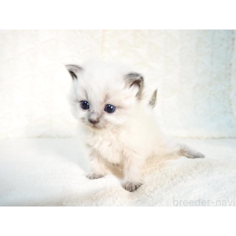 販売中の大阪府のサイベリアン-135400の3枚目