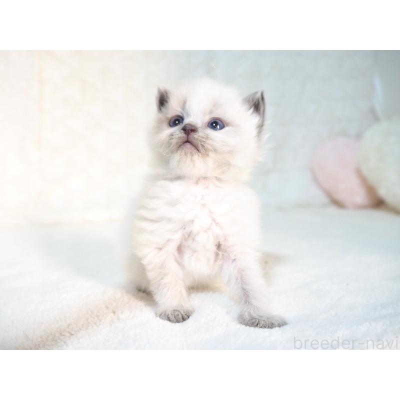 販売中の大阪府のサイベリアン-135400の2枚目