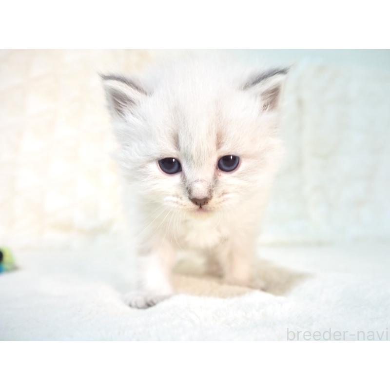 販売中の大阪府のサイベリアン-135401の8枚目