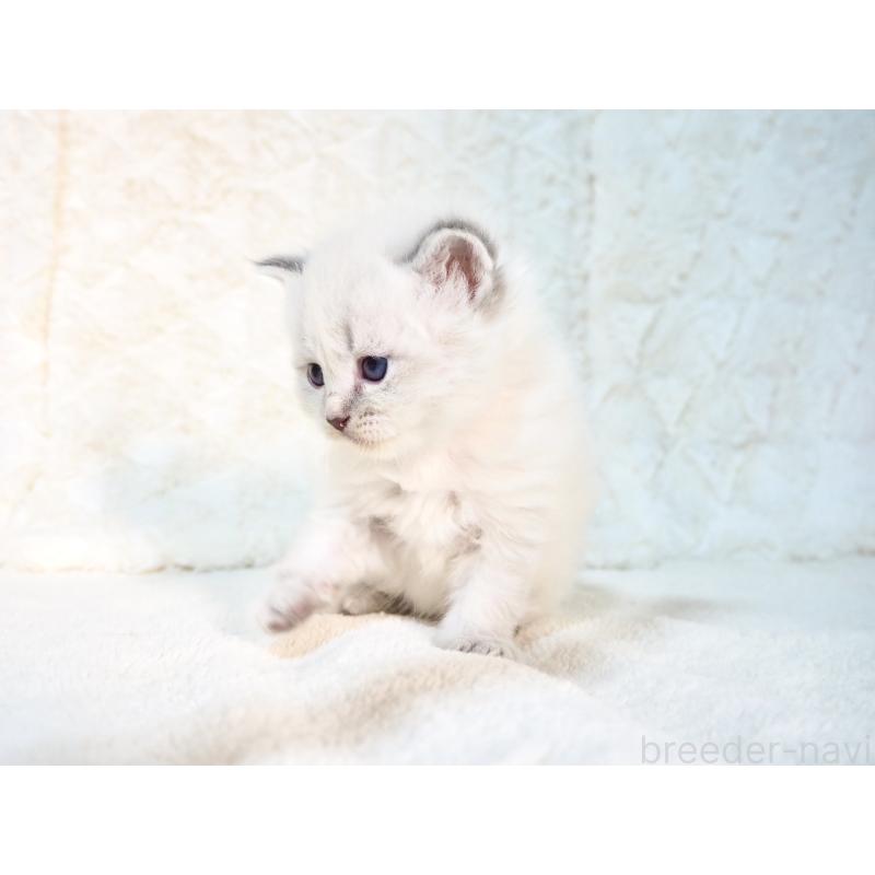 販売中の大阪府のサイベリアン-135401の7枚目