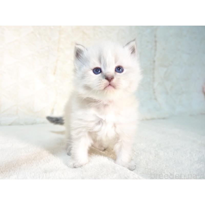 販売中の大阪府のサイベリアン-135401の5枚目