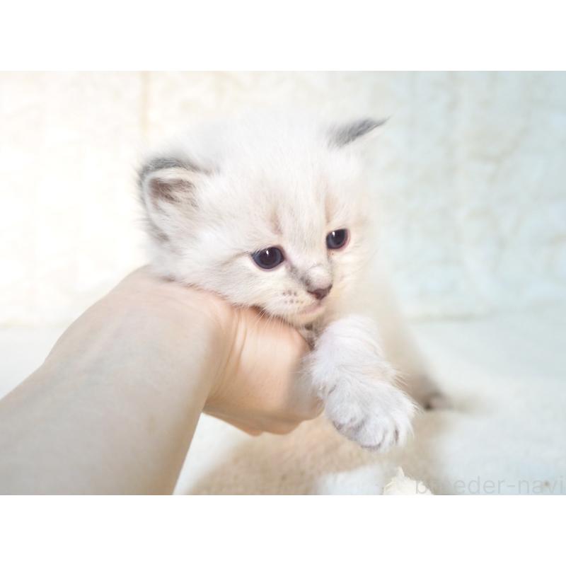 販売中の大阪府のサイベリアン-135401の3枚目