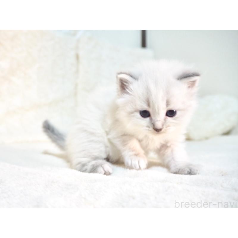 販売中の大阪府のサイベリアン-135401の2枚目