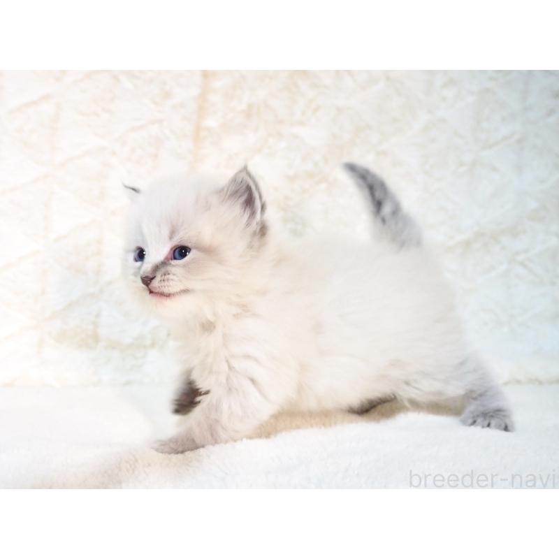 販売中の大阪府のサイベリアン-135402の10枚目