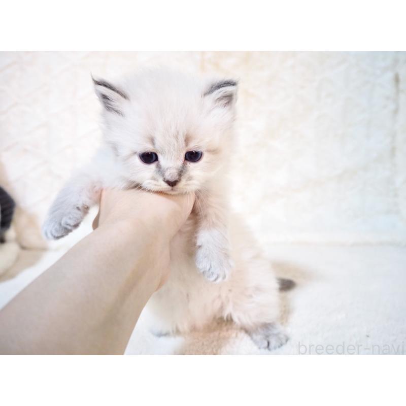 販売中の大阪府のサイベリアン-135402の9枚目