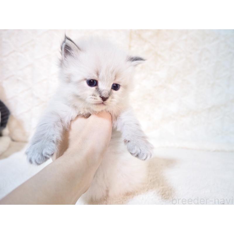 販売中の大阪府のサイベリアン-135402の8枚目