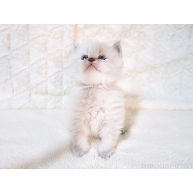 販売中の大阪府のサイベリアン-135402の7枚目