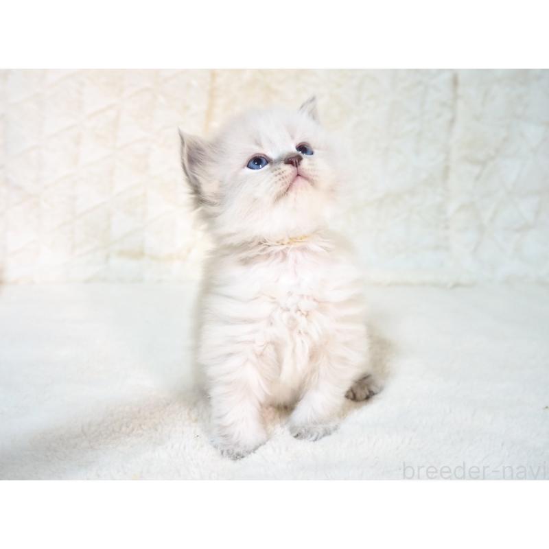 販売中の大阪府のサイベリアン-135402の6枚目