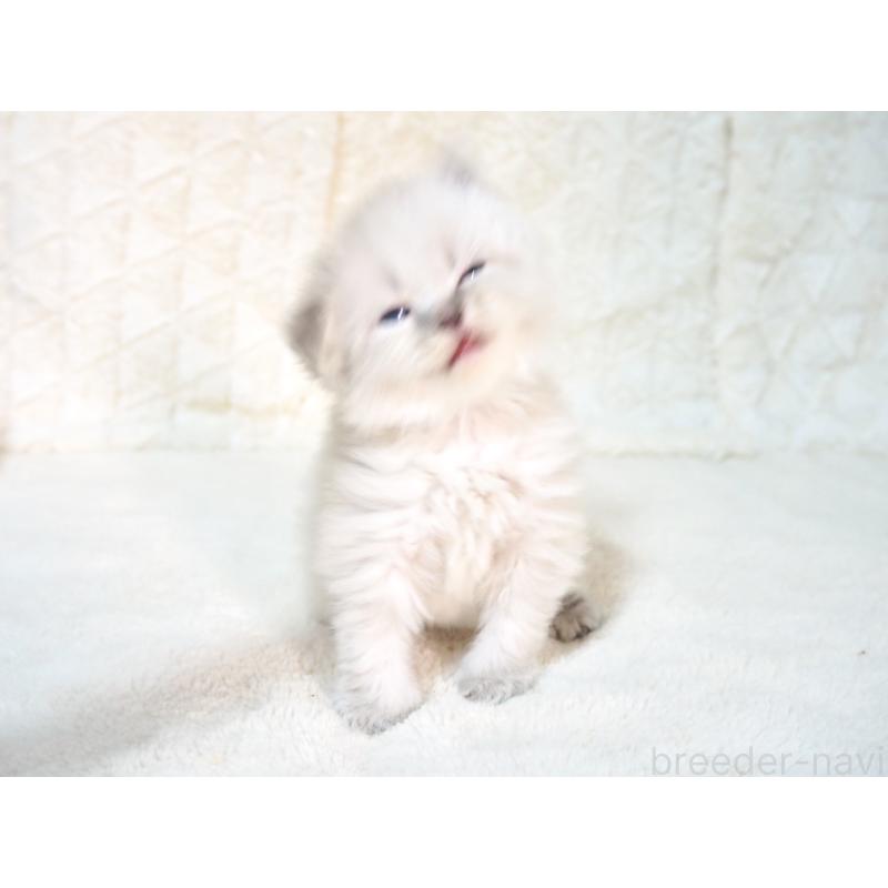 販売中の大阪府のサイベリアン-135402の5枚目