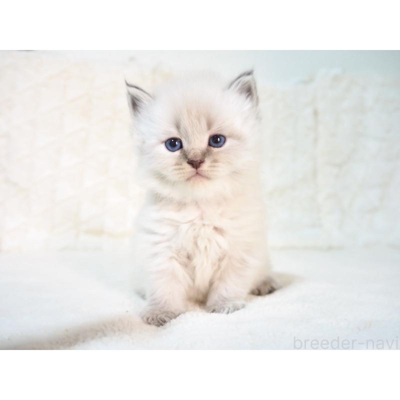 販売中の大阪府のサイベリアン-135402の4枚目